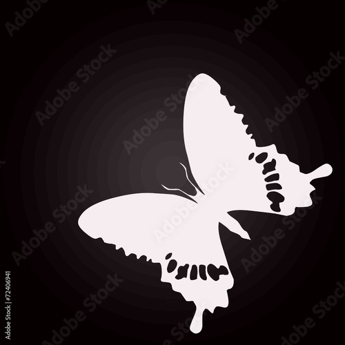 papillon blanc