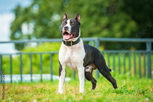 Foto American staffordshire terrier standing in the yard
