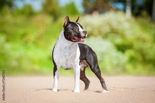 American staffordshire terrier standing on the beach