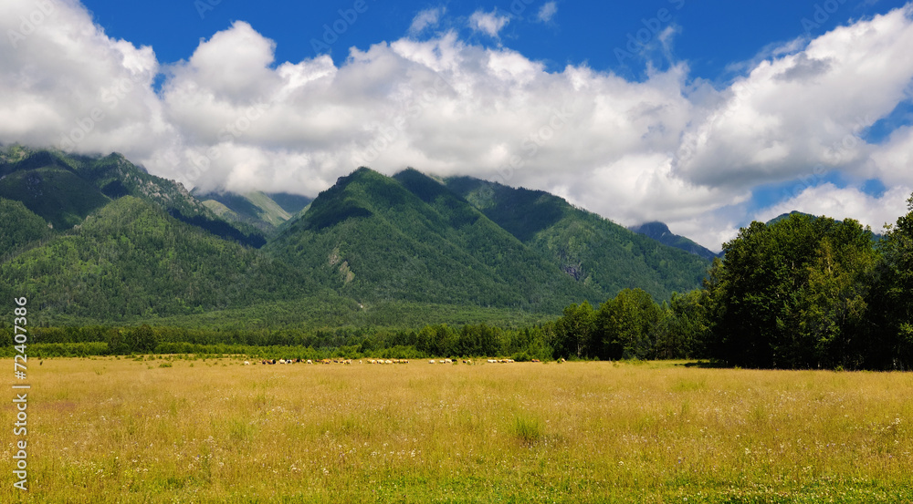 Pasture at the foot of the mountains of Siberia