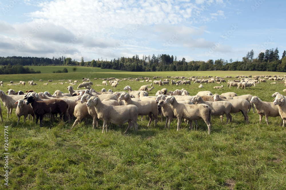 Obraz premium Schafe, Schafherde