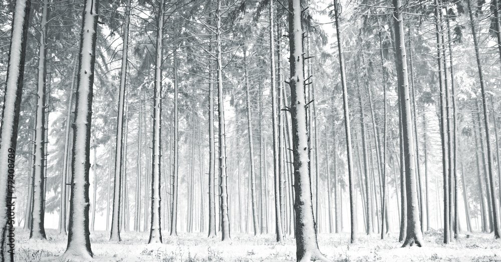 Fototapeta premium Forest