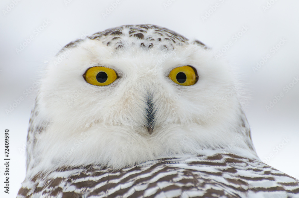 Fototapeta premium Snowy owl