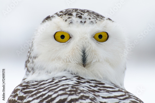 Snowy owl