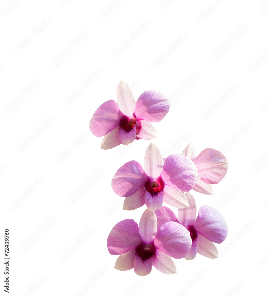 Fototapeta premium Różowa orchidea na białym tle