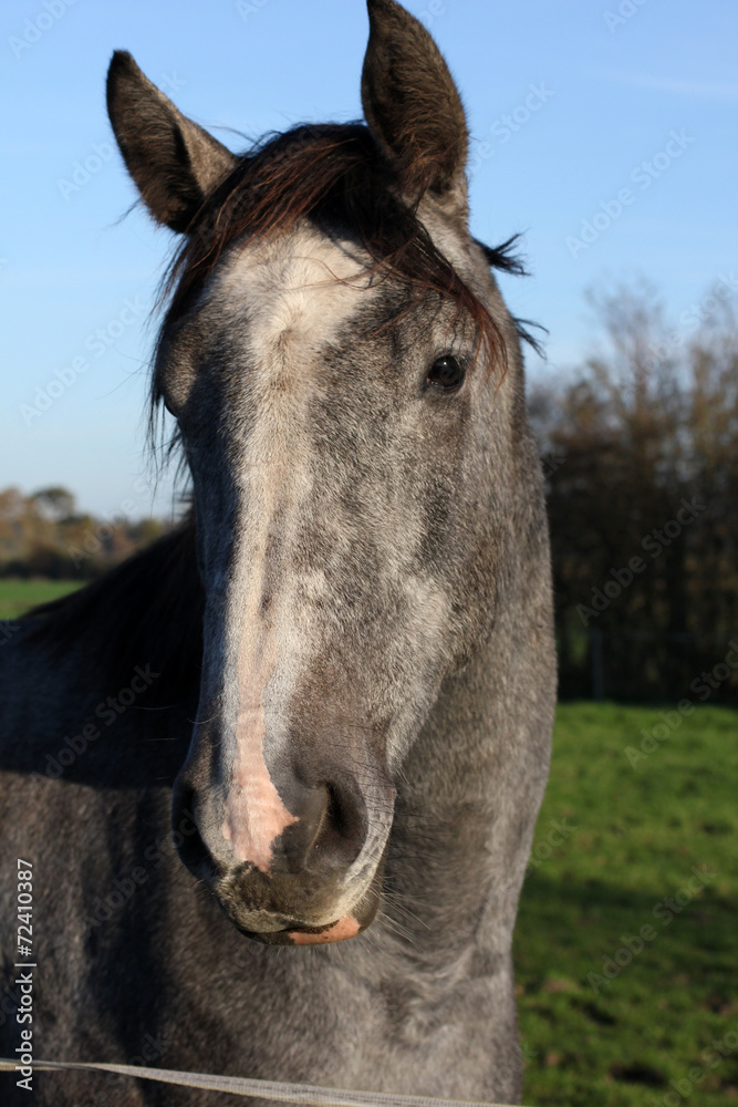 Fototapeta premium horse..