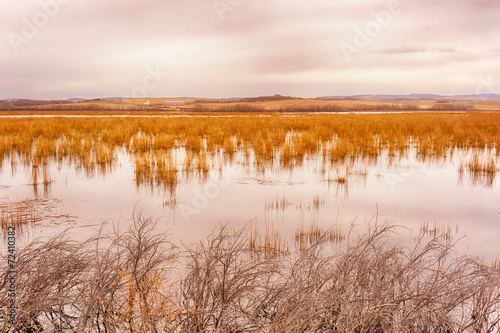 Grassy Bog Landscape at Dusk