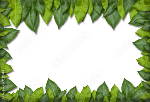 green leaf frame © pkproject