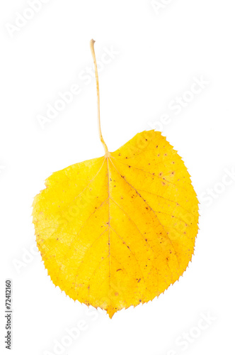 Fall yellow leaf.