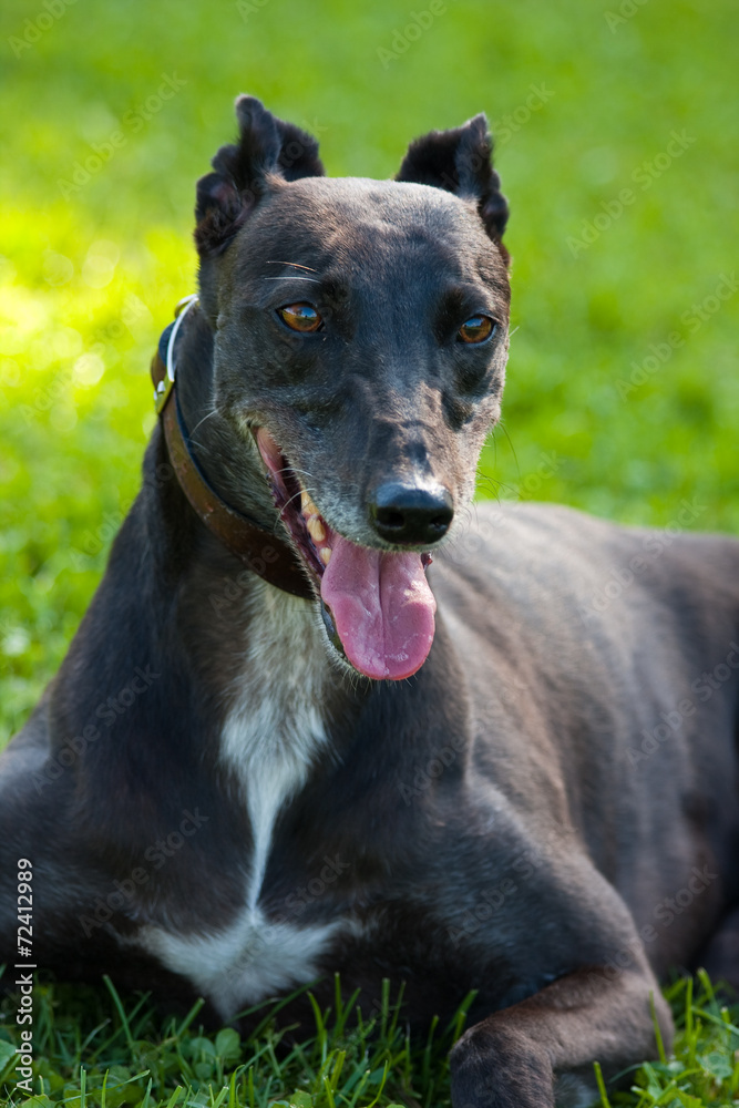 Black greyhound closeup portrait on the grass