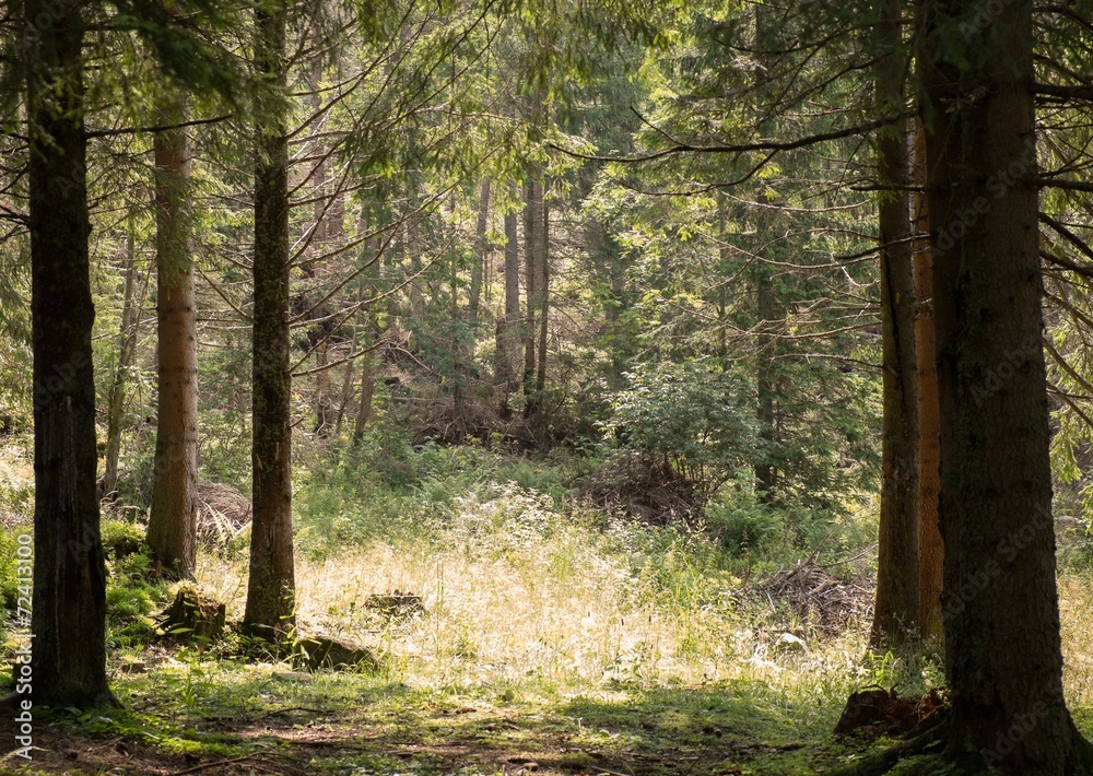 Beautiful forest on a sunny day Beautiful forest on a sunny day