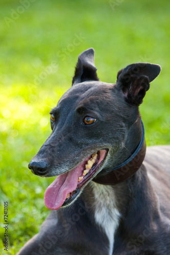 Black greyhound closeup portrait on the grass