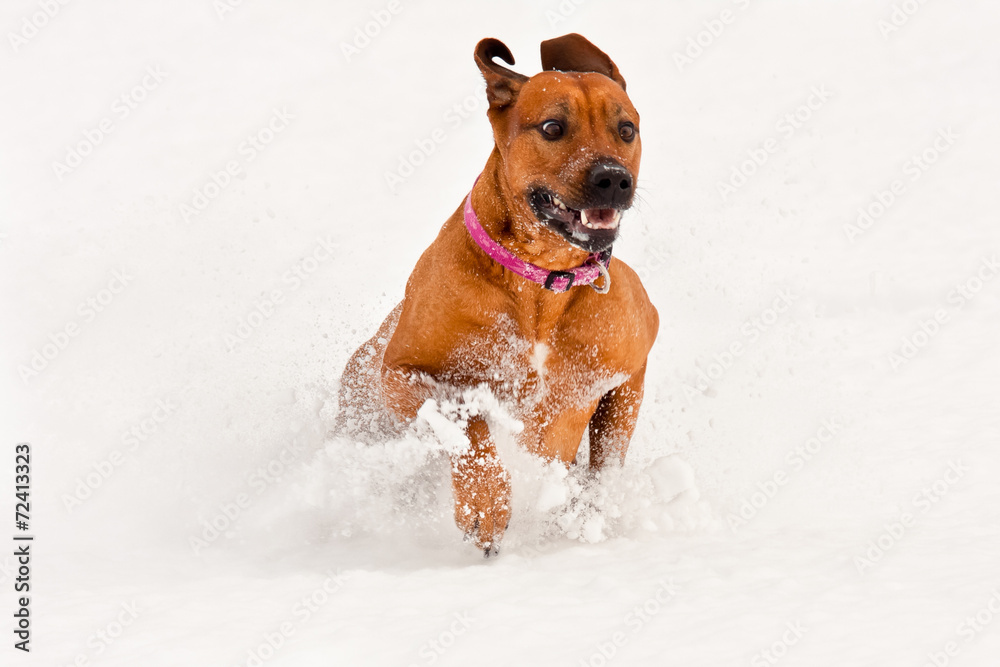 Rhodesian ridge-back dog running in the snow Rhodesian ridge-back dog running in the snow
