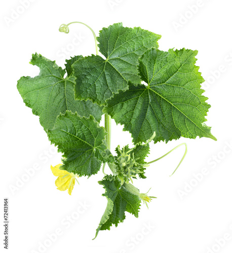 Cucumber leaves isolated on white