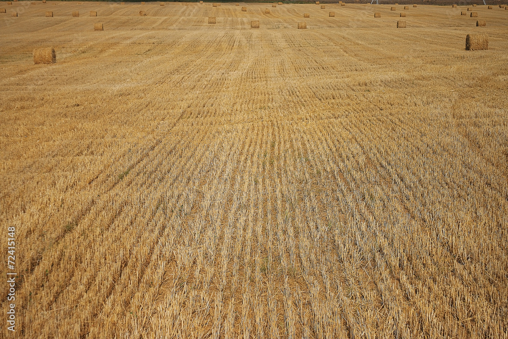 Fototapeta premium hay background