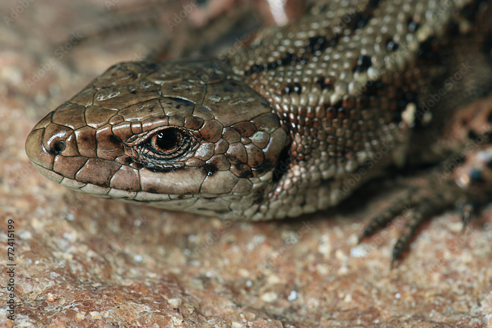 brown lizard on a rock close brown lizard on a rock close