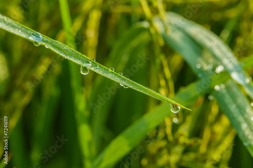 Leaves of rice with drops of dew