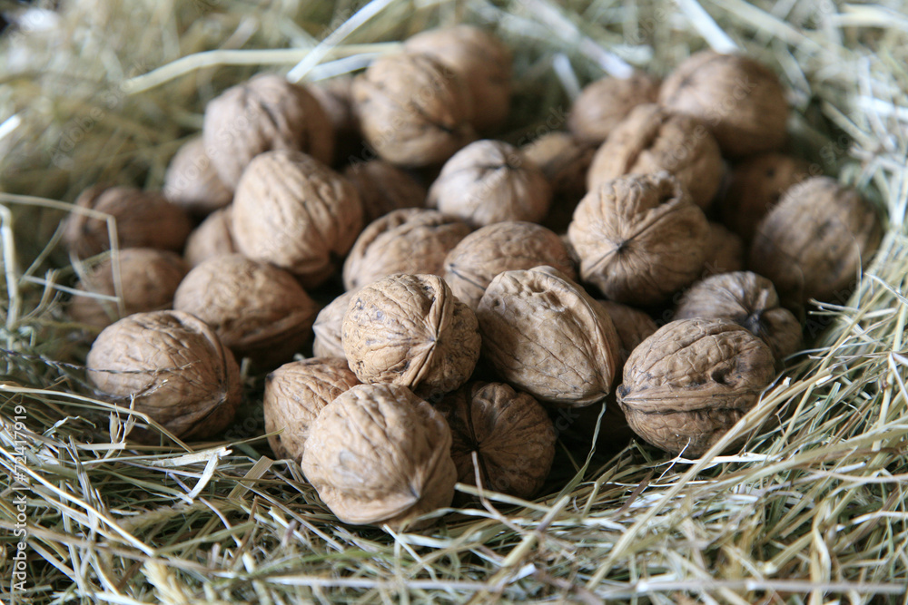 Noci Noci