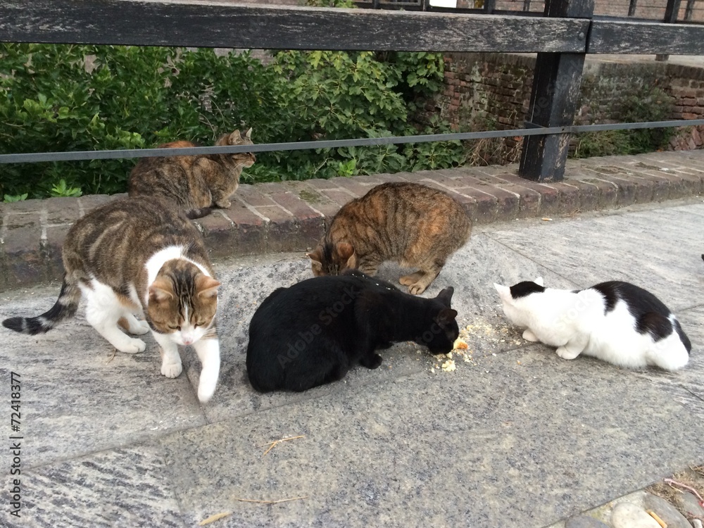 gatti italiani di strda che mangiano gatti italiani di strda che mangiano