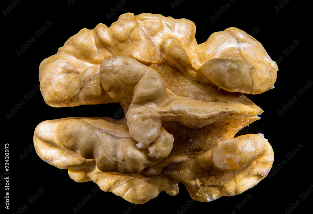 walnut walnut
