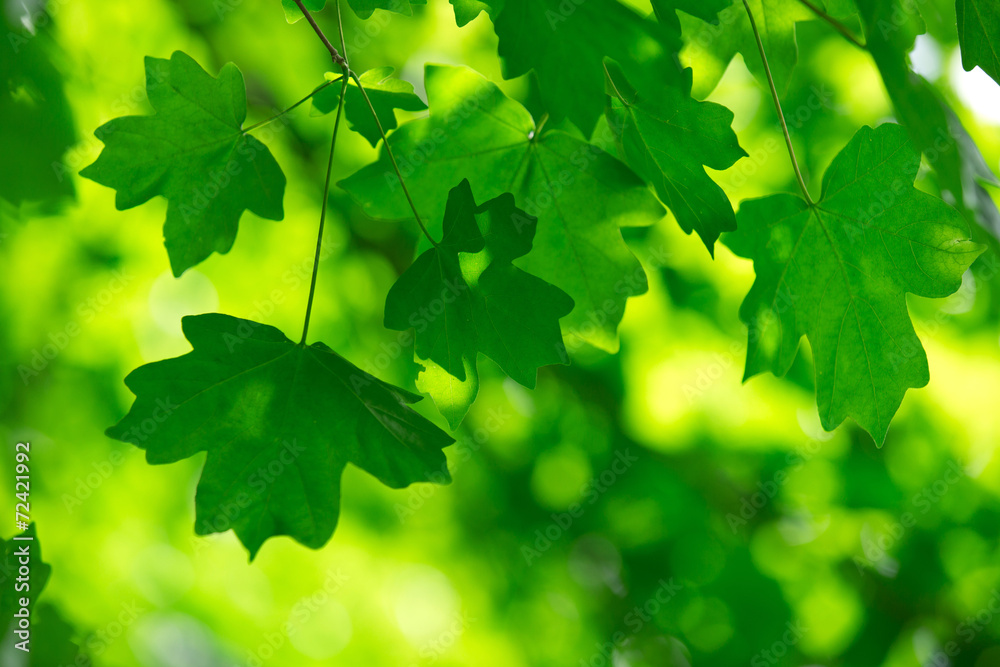 green leaves green leaves