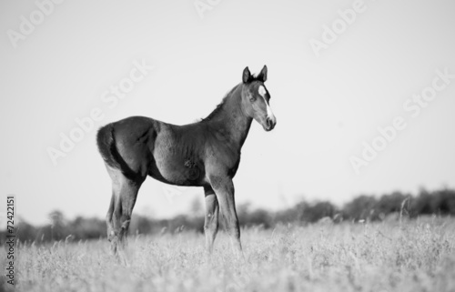 foal © Mari_art