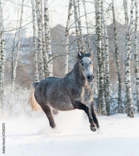 horse in winter
