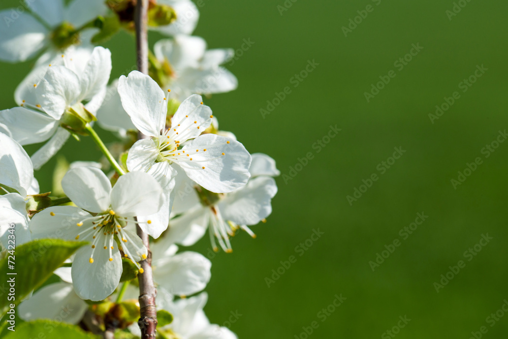 Spring border background on natural green background Spring border background on natural green background