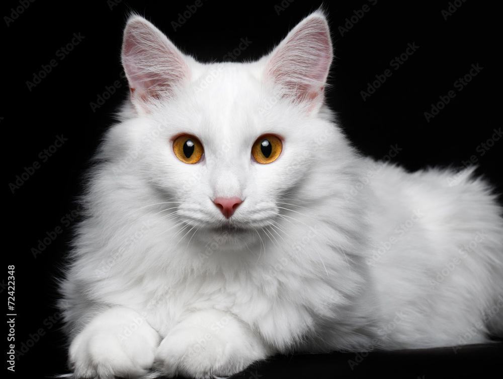 pure white cat on the black background