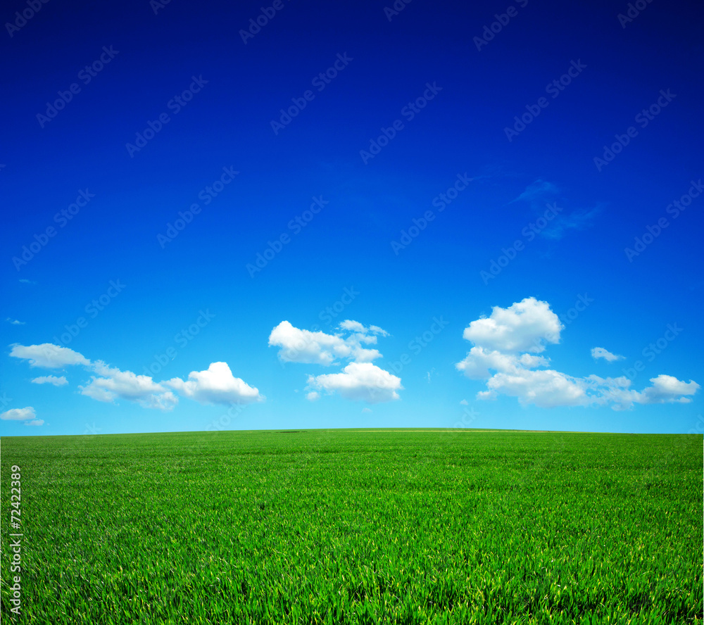 Obraz premium green field