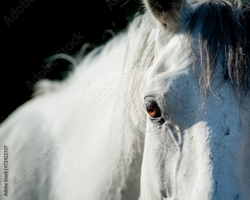 white horse eye