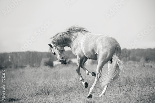 andalusian white horse playing