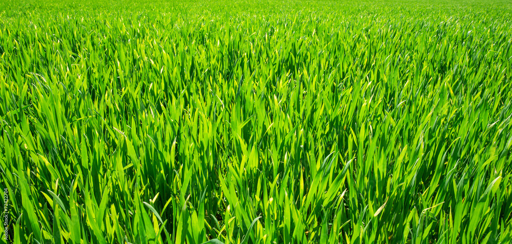 Obraz premium Green lawn for background