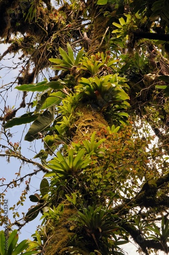 Epiphytes on old tree near Santa Elena in Costa Rica. photo