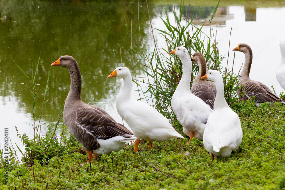 Obraz premium Geese