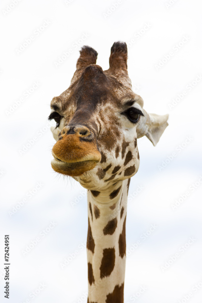 Naklejka premium Giraffe