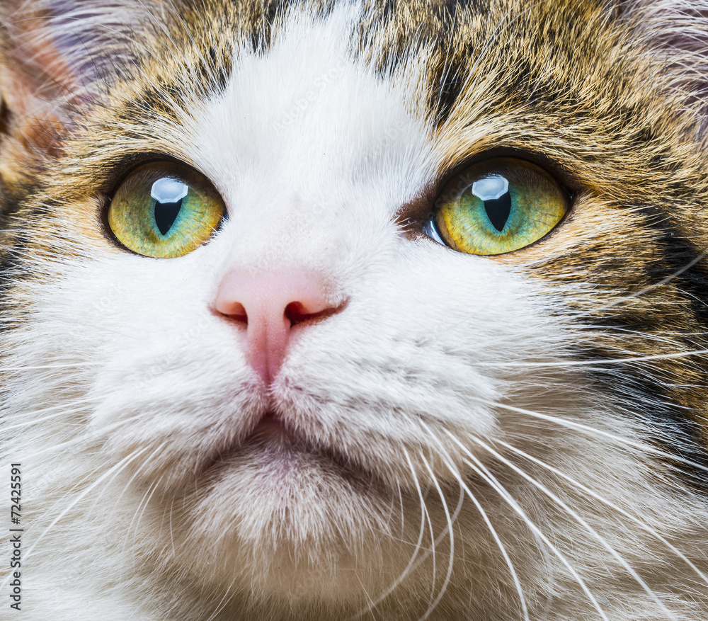 a cat eyes close up a cat eyes close up