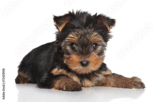 Fototapeta Naklejka Na Ścianę i Meble -  Yorkshire Terrier puppy