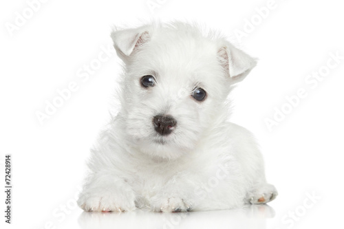 Fototapeta Naklejka Na Ścianę i Meble -  West Highland White Terrier puppy