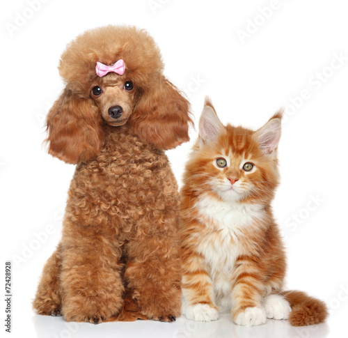 Fototapeta Naklejka Na Ścianę i Meble -  Cat and dog on white background