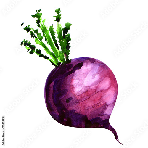 Obraz na plátne Fresh turnip isolated on white background