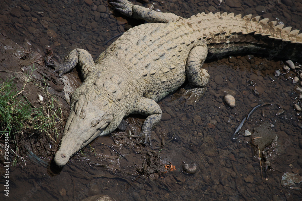Fototapeta premium Great American crocodile lies on the banks of the river