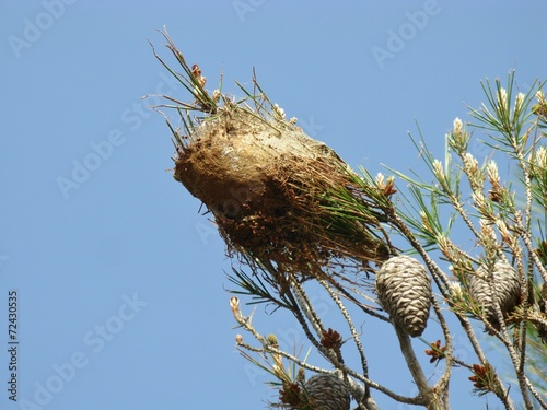 Many caterpillars in a nest in a pine tree in Croatia photo