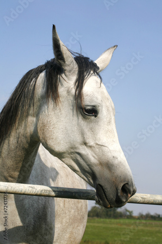 Close-up of a gray arabian horse in summer paddock © acceptfoto