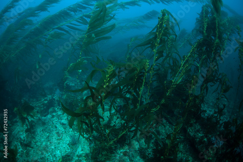 California Kelp Forest