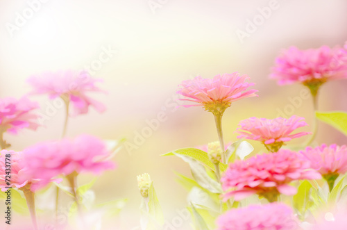 zinnia flower in vintage color