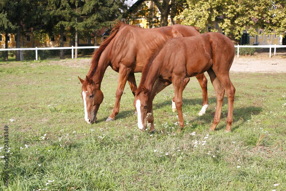 Thoroughbred mare and foal grazing in pasture following mother Thoroughbred mare and foal grazing in pasture following mother