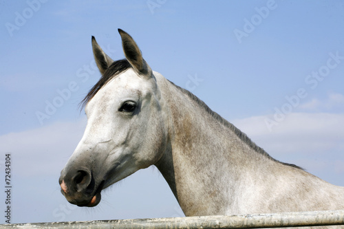 Portrait of an beautiful arabian grey horse