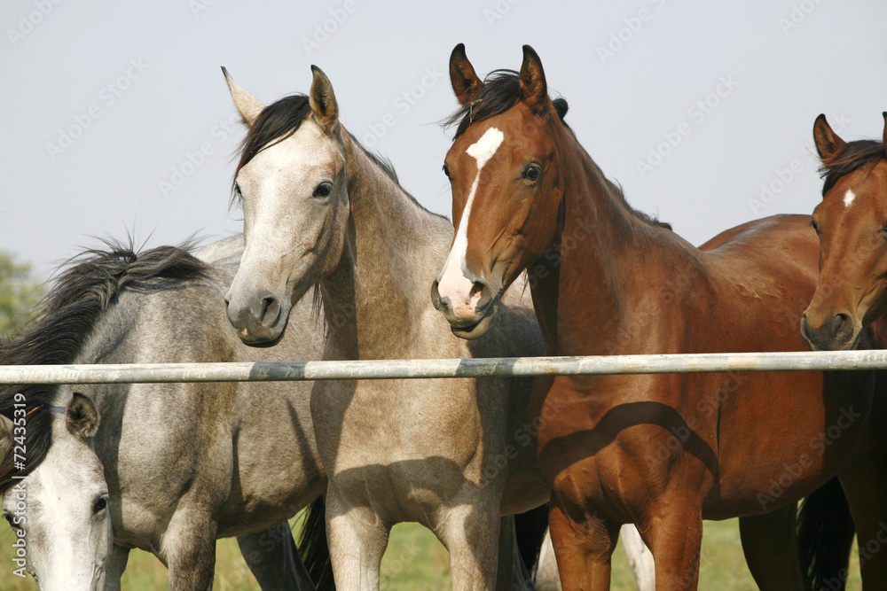 Two arabian youngster looking over corral gate at summertime