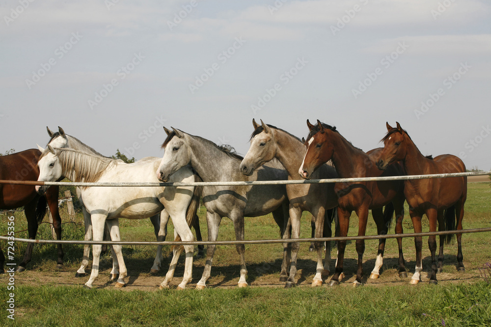 Nice arabian mares looking over corral door Nice arabian mares looking over corral door